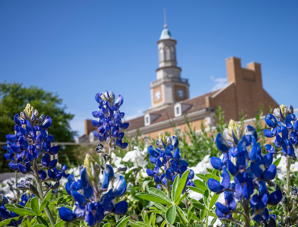 Bluebonnets in front of the Hurley Administration Building